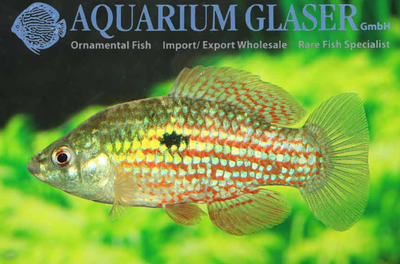 Random fish came with plants - General Chat - Aquarium Co-Op Forum