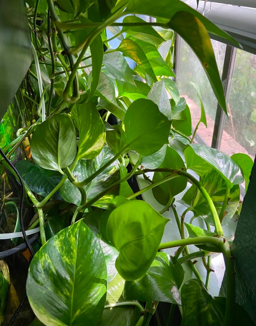 philodendron green leaf Philodendron Green Sky — Ecuagenera Orquídeas del Ecuador main image 1