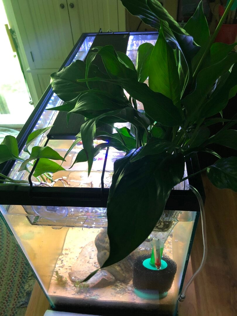 Riparium Plants & Peace Lily Planter - Plants, Algae, and Fertilizers -  Aquarium Co-Op Forum