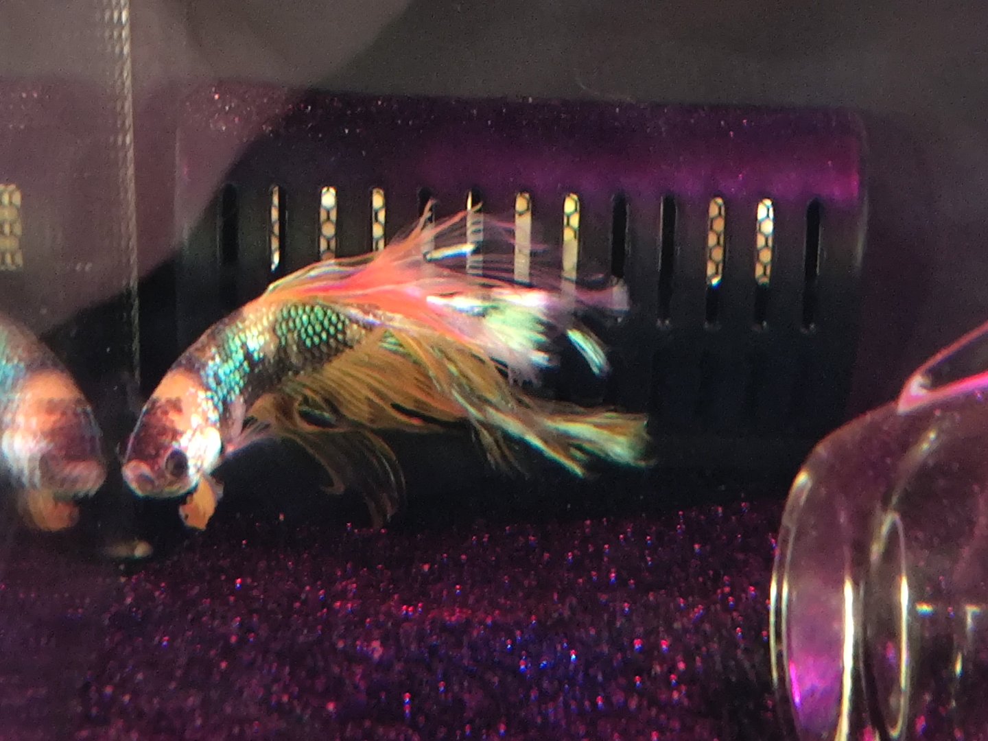 How to keep betta from sticking itself to intake on Fluval Flex 