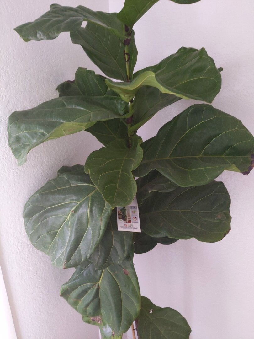 chinese money plant yellow leaves Pilea peperomiodes 'Chinese Money Plant'  Snakeroot Botanicals