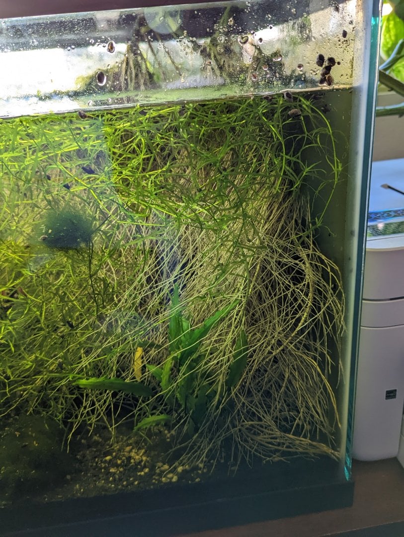 Ideas how to contain Pothos roots - Plants, Algae, and Fertilizers -  Aquarium Co-Op Forum