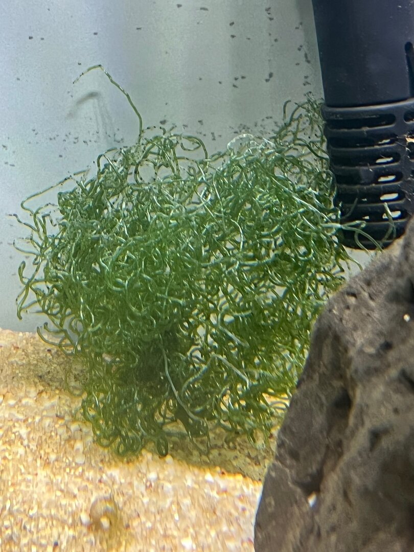 Brackish Plant Suggestions - General Chat - Aquarium Co-Op Forum