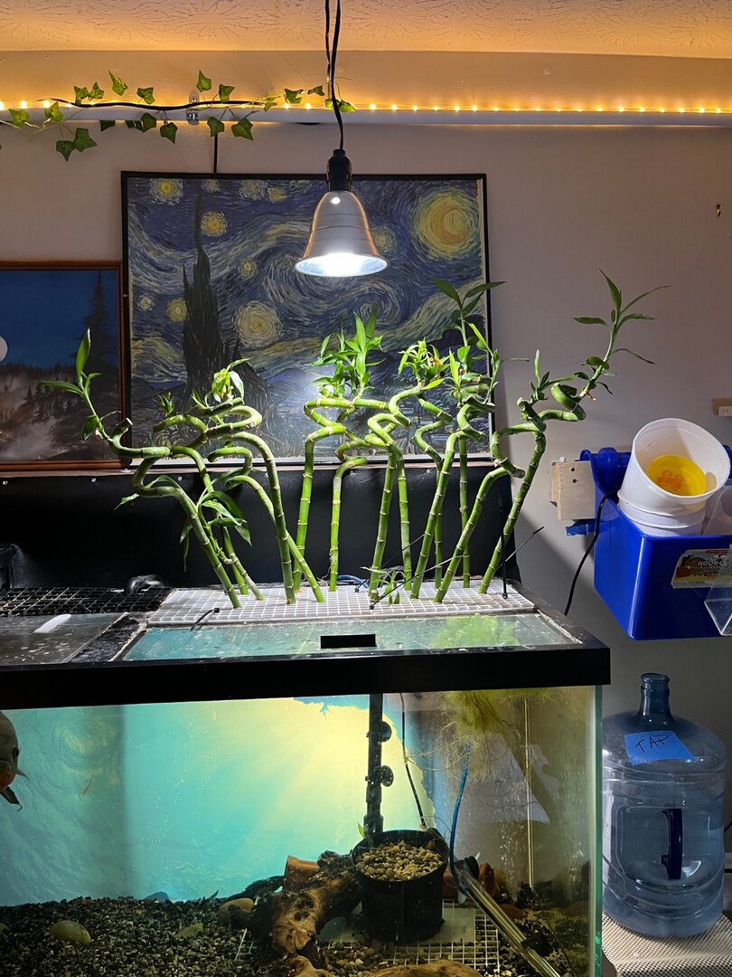 Growing lucky bamboo - Plants, Algae, and Fertilizers - Aquarium Co-Op Forum