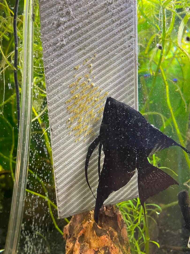 angel fish eggs breeder net Inexperienced Fish Breeder With Angelfish Fry - Fish Breeding