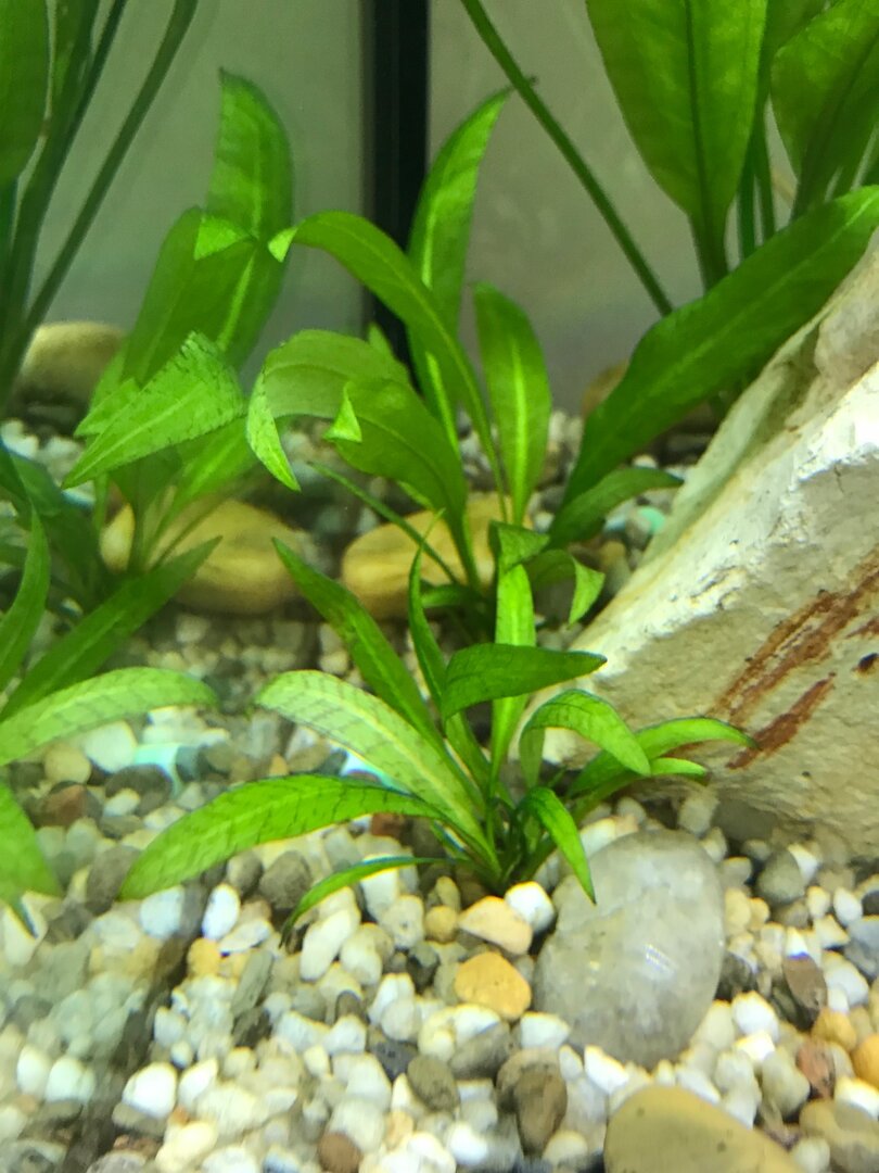 Nutrient deficiency? - General Chat - Aquarium Co-Op Forum