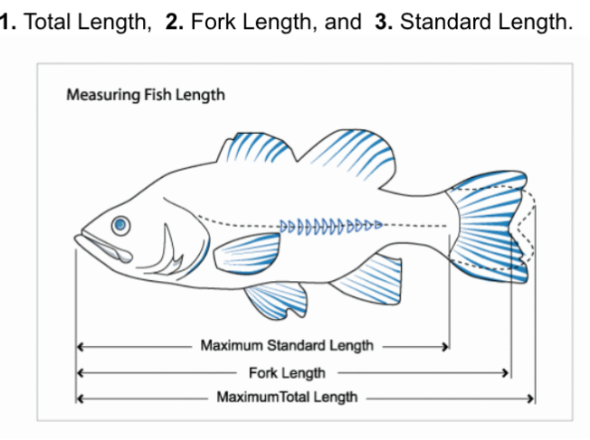 Silly fish measuring question - General Chat - Aquarium Co-Op Forum