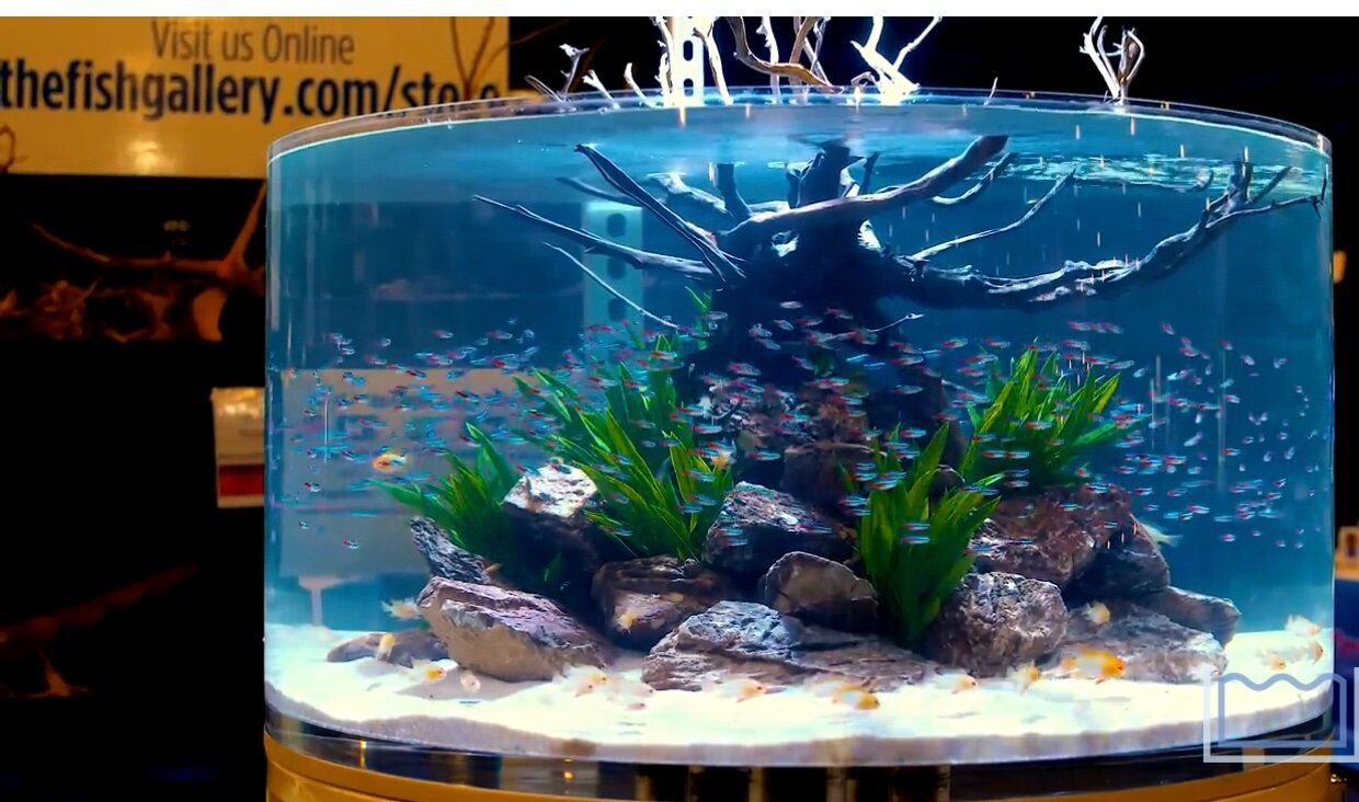 How many Neon Tetras in a 55 gallon planted tank? - General 