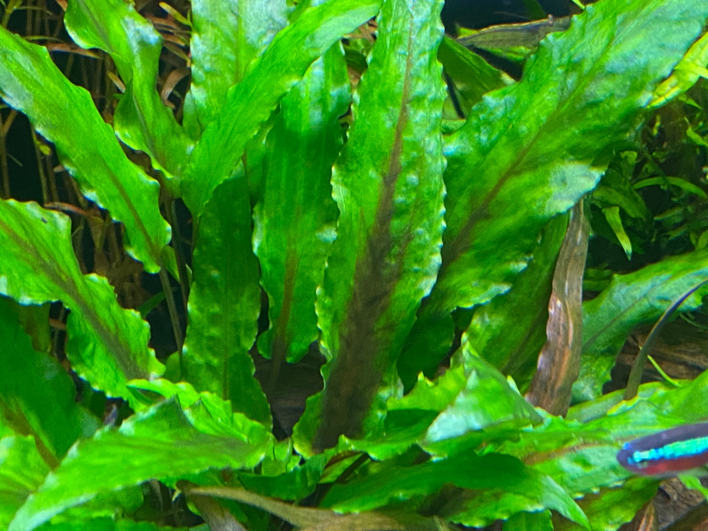 Crypts: I’ll show you mine if you show me yours!! - Plants, Algae, and ...