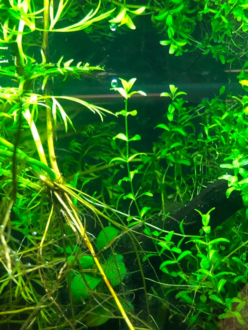 Pearl Weed Pearling - Plants, Algae, and Fertilizers - Aquarium Co-Op Forum