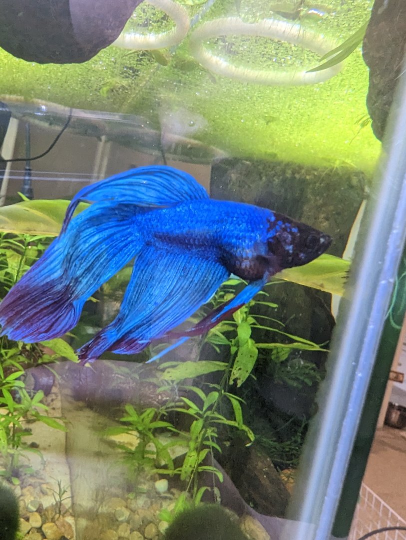 Stupid question about a bloated betta General Discussion C.A.R.E