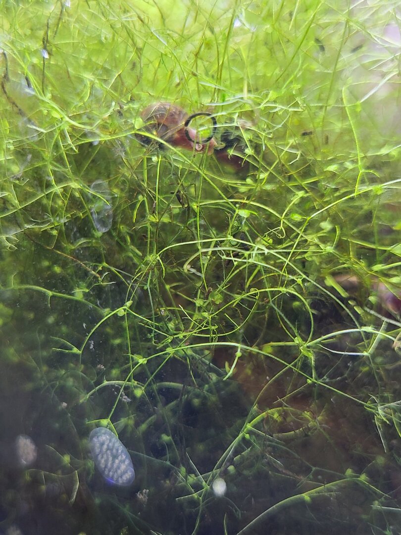 Bladderworts anyone? - Photos, Videos & Journals - Aquarium Co-Op Forum