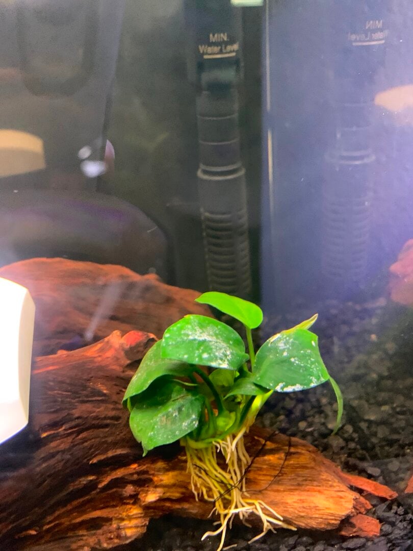 White spots on anubias - Plants, Algae, and Fertilizers - Aquarium Co-Op  Forum