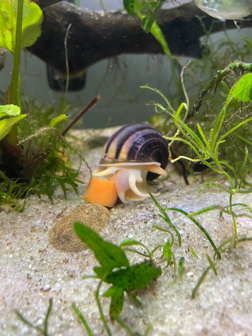 Adding calcium for snail health - General Discussion - C.A.R.E.