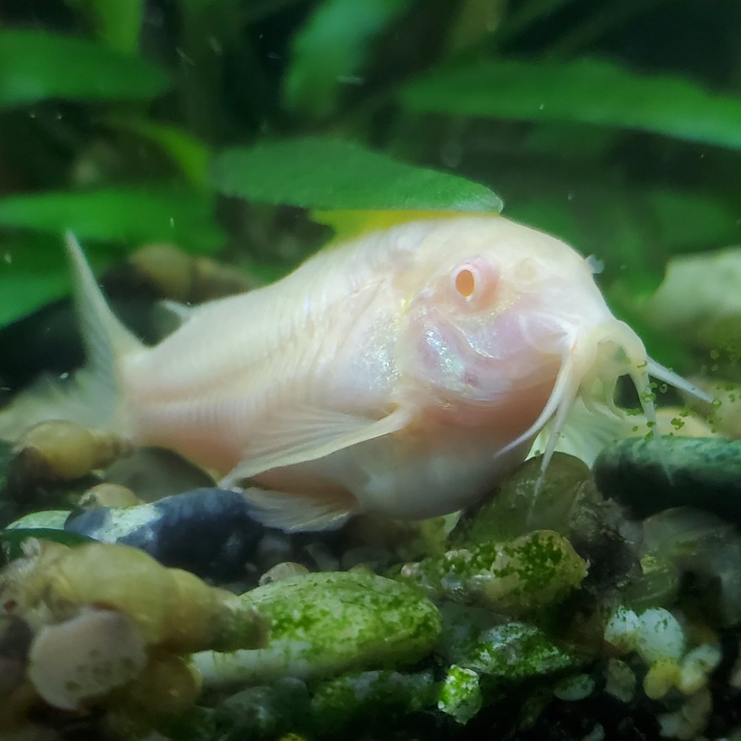 Do Cory Catfish Produce a Lot of Waste? Essential Facts Explained