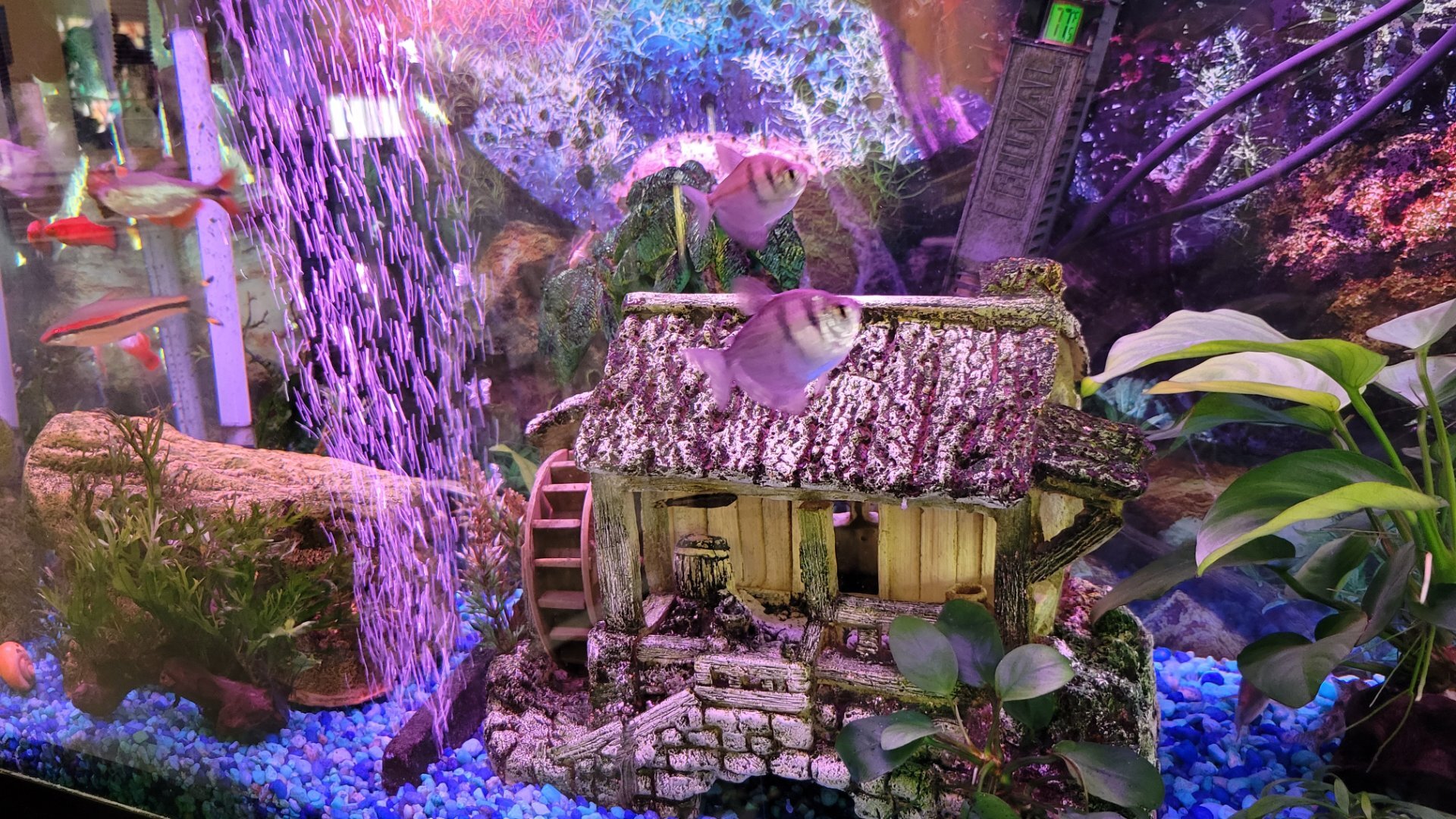 View of Nutrient deficient? Recommendations welcome - Plants, Algae, and ...