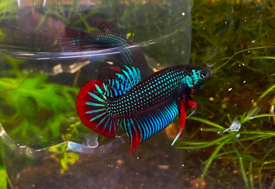 Can you put a female betta with guppies? - General Discussion 