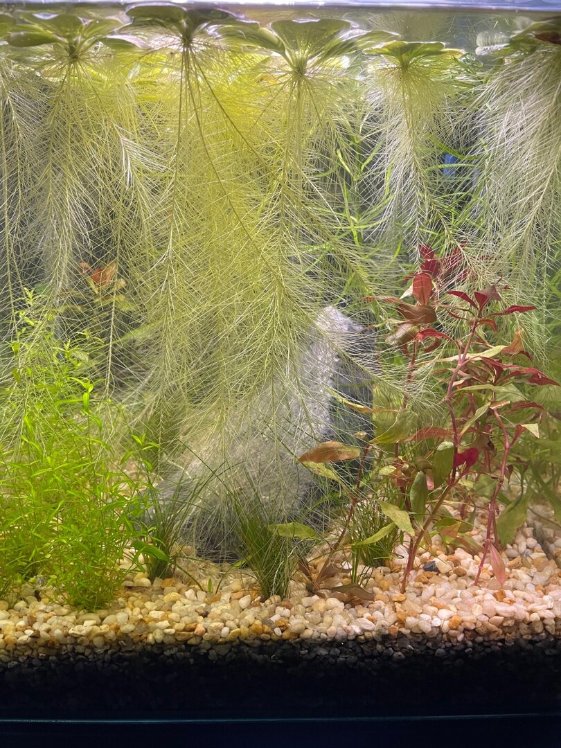 olivenbaum frosthrte Olive "Olivia"