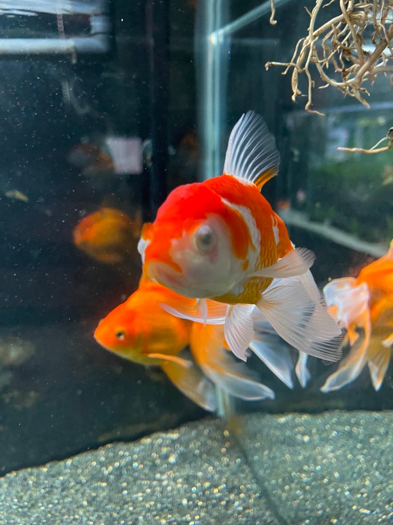 View of Cloudy eyes on goldfish - General Chat - Aquarium Co-Op Forum