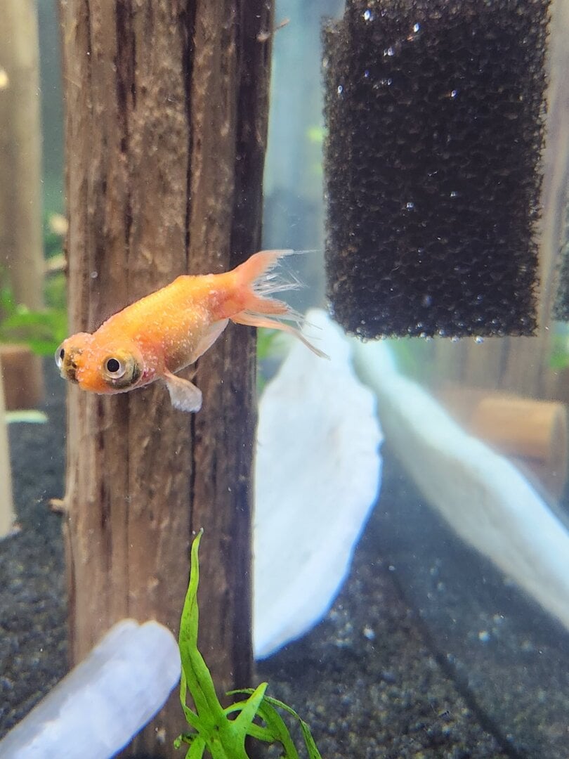 Goldfish Issues - Diseases - Aquarium Co-Op Forum