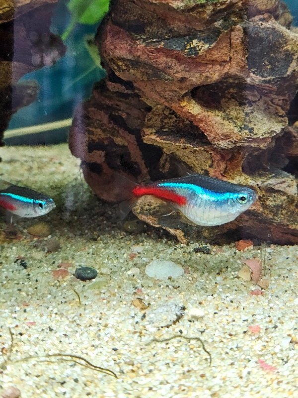 Neon tetra disease? - General Chat - Aquarium Co-Op Forum
