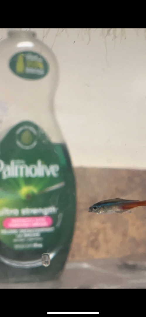 Picture of Neon Tetra Disease Identification Help - Diseases - Aquarium Co-Op Forum