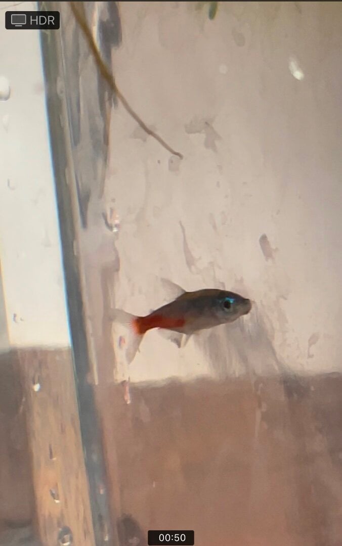 Neon Tetra Disease Identification Help - Diseases - Aquarium Co-Op Forum