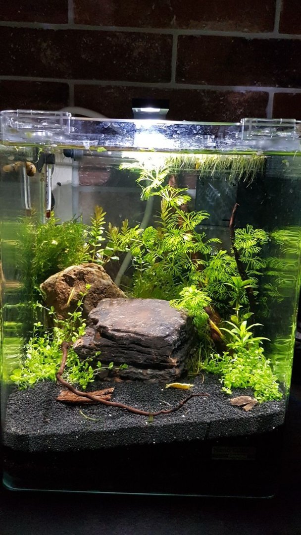 Planted shrimp tank hotsell