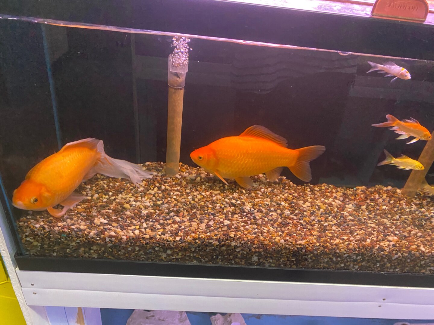 A reminder of how big common goldfish get - General Discussion 