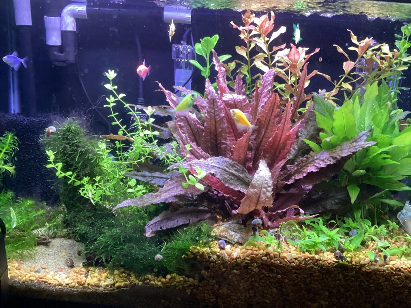 Is snipping leaves off new crypts is a myth? - Plants, Algae, and ...