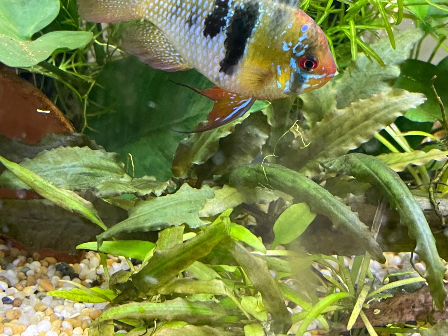 plants for discus tank - General Chat - Aquarium Co-Op Forum