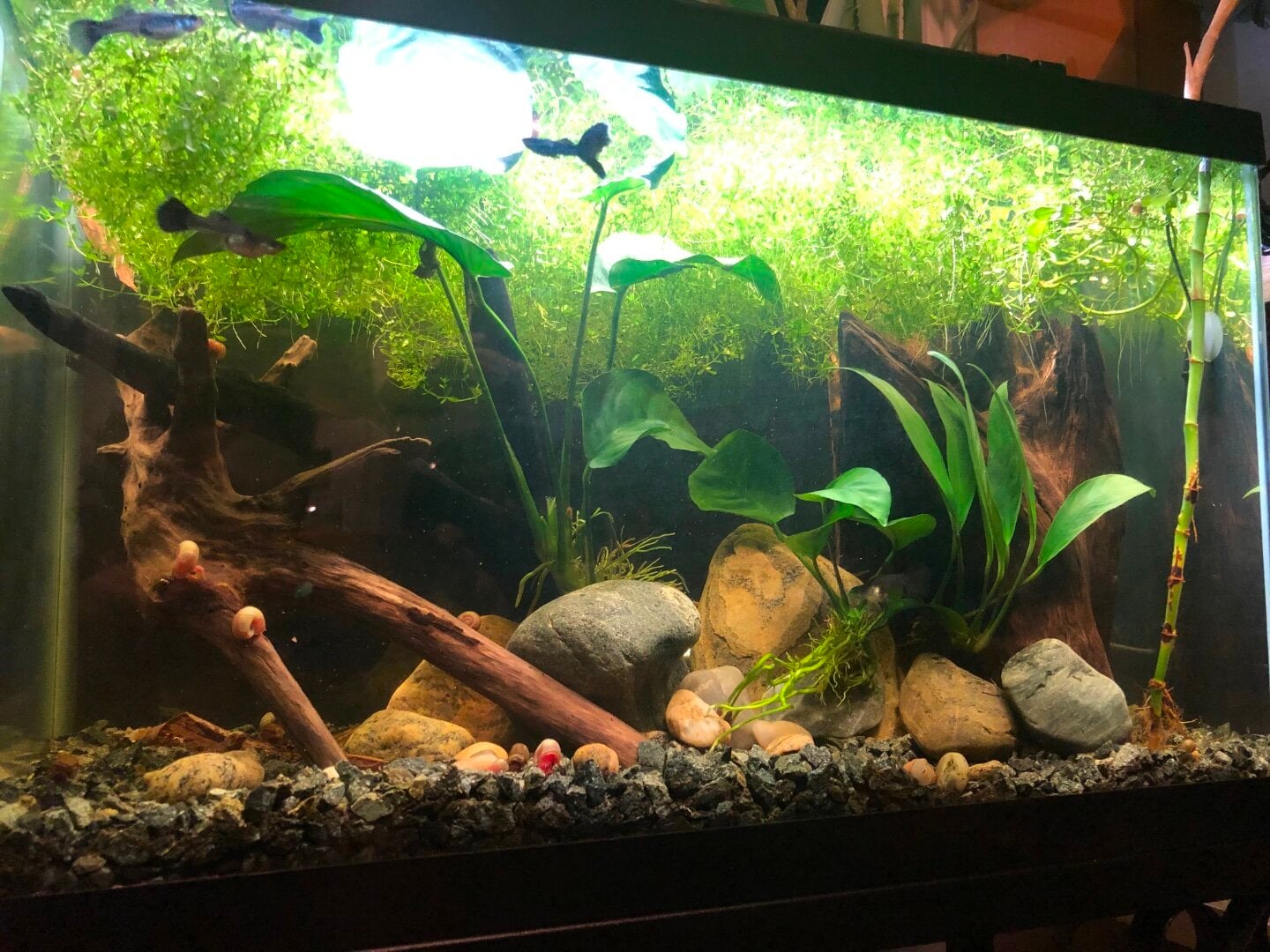 best plant to hang on a tank with just roots? - Plants, Algae, and  Fertilizers - Aquarium Co-Op Forum