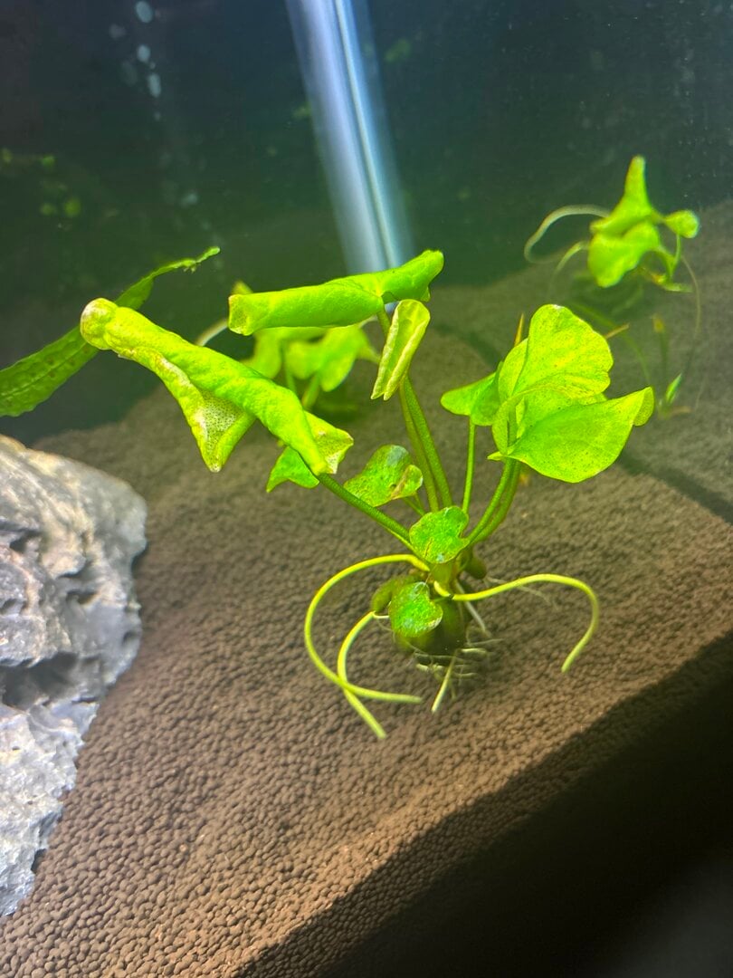 Plant health check-up - General Chat - Aquarium Co-Op Forum