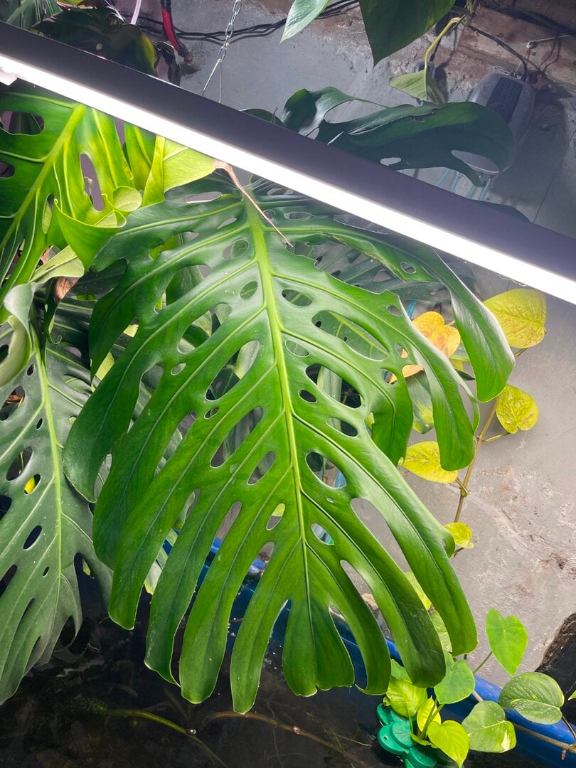 Monstera vs Pothos - Plants, Algae, and Fertilizers - Aquarium Co-Op Forum