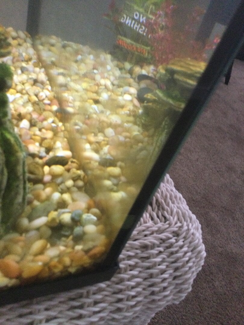 Image showcasing How to kill brown algae? - General Chat - Aquarium Co-Op Forum