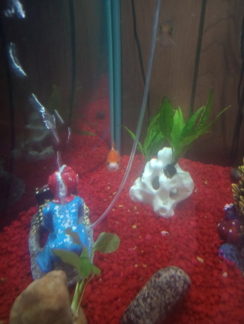 Consolidating Goldfish Tank Cost photo