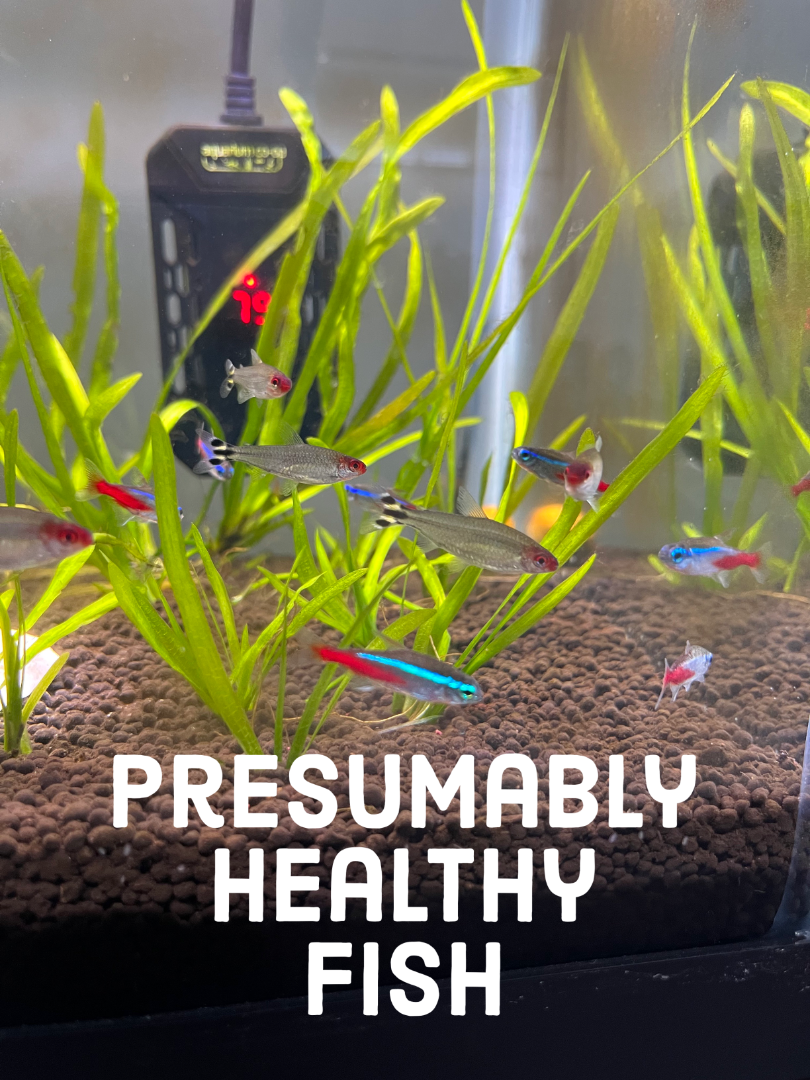 View of Neon Tetra Disease? - Diseases - Aquarium Co-Op Forum