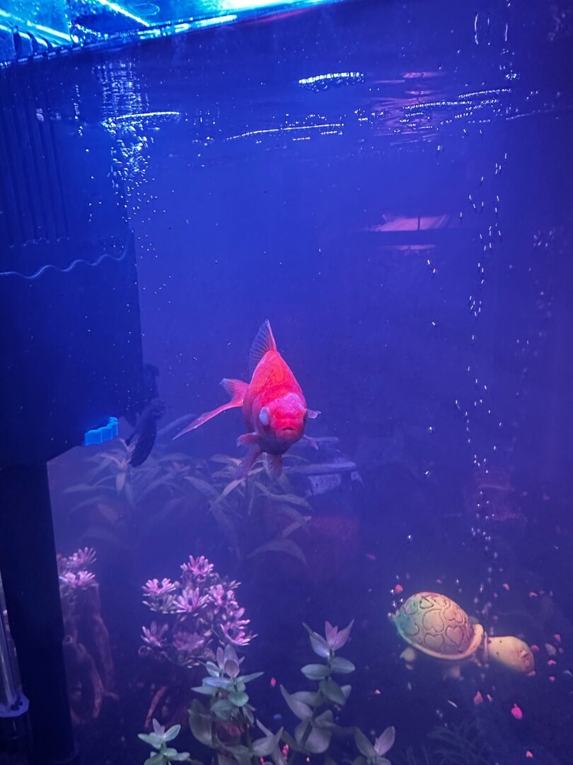 Picture of Goldfish Mystery Disease - Diseases - Aquarium Co-Op Forum