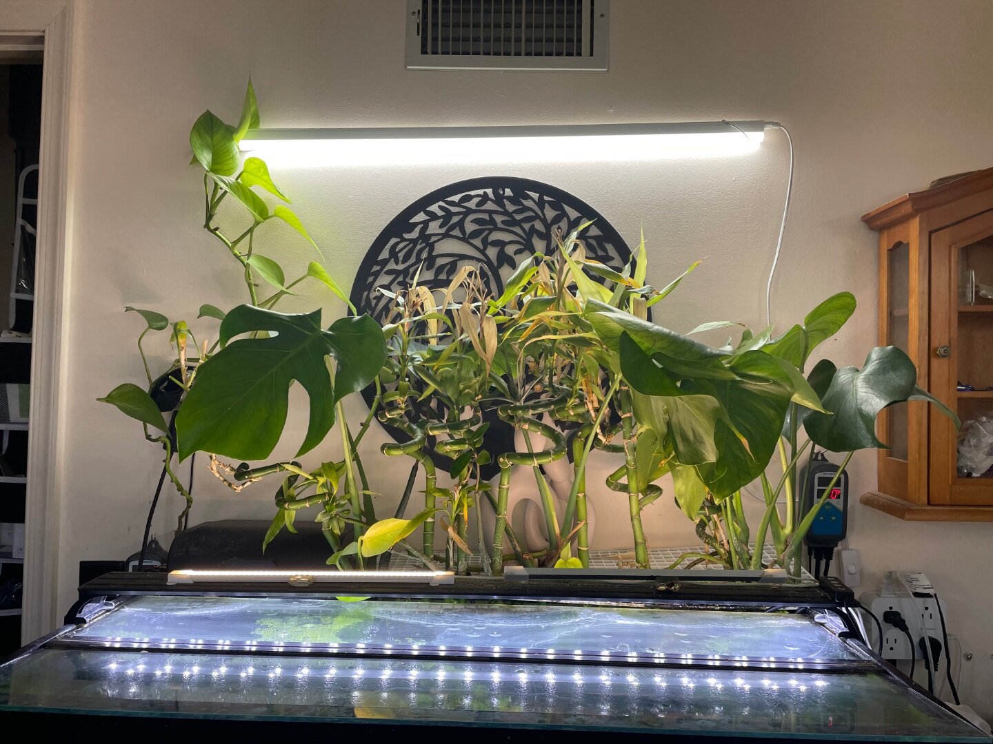 non aquarium plant - Plants, Algae, and Fertilizers - Aquarium Co-Op Forum
