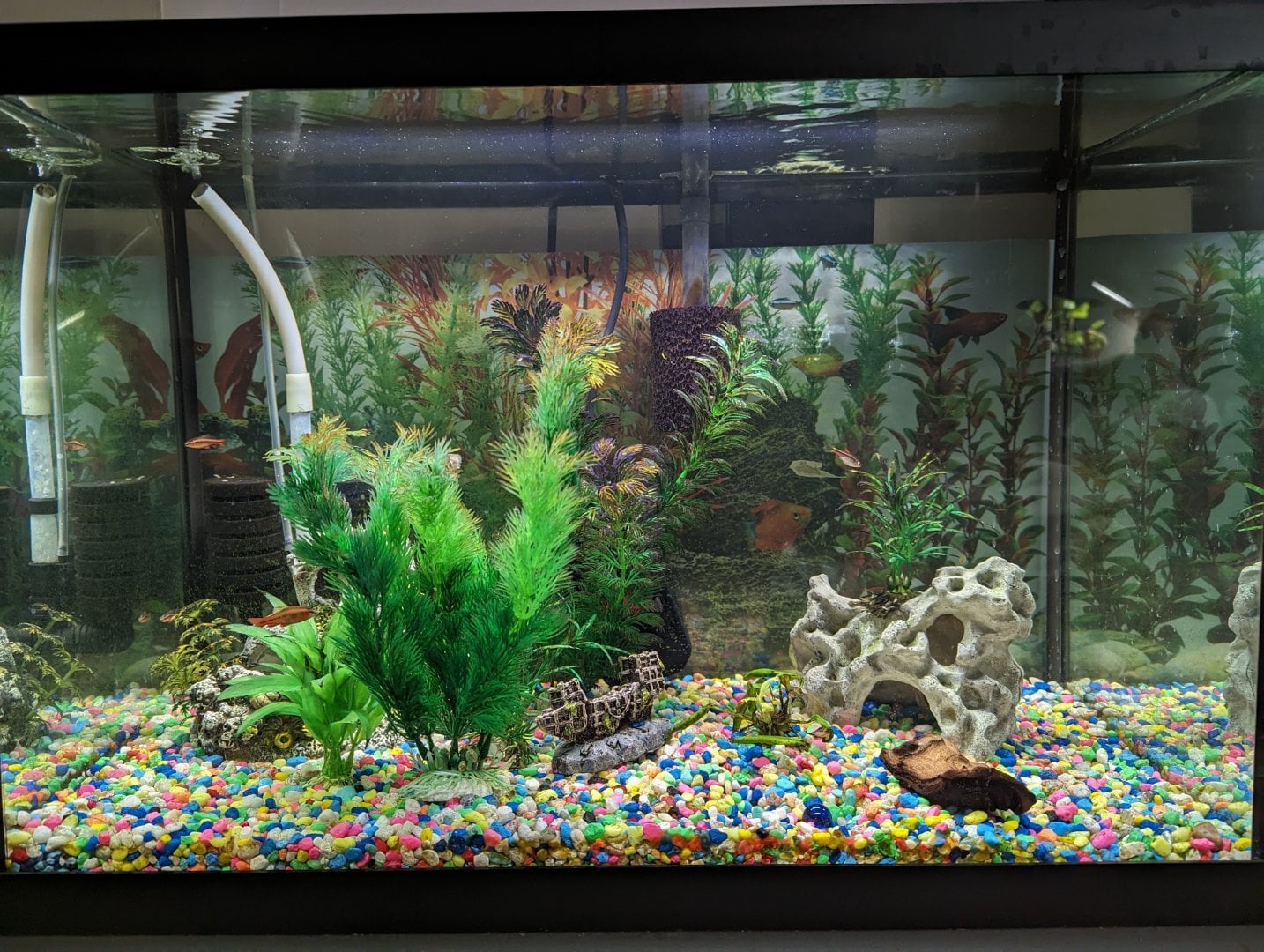 Plants in Extreme Hard Water - Plants, Algae, and Fertilizers - Aquarium  Co-Op Forum