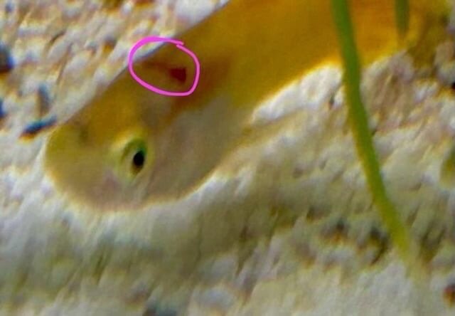 Mystery Guppy Disease, Red Blood Marks - Diseases - C.A.R.E.