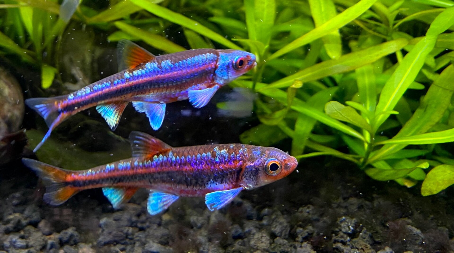 Wanting to start breeding and selling - Fish Breeding - Aquarium Co-Op ...