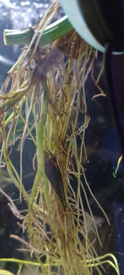 Pothos roots starting to rot - Plants, Algae, and Fertilizers - Aquarium  Co-Op Forum