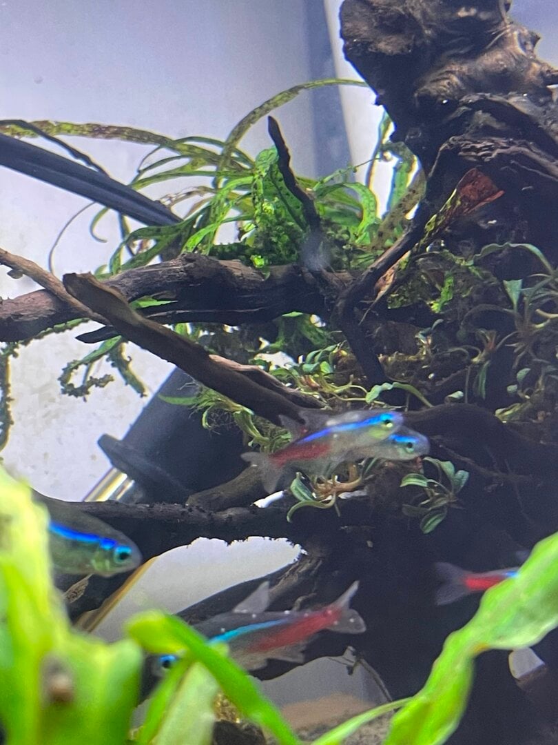 Image showcasing Neon Tetra Disease Identification - Diseases - Aquarium Co-Op Forum