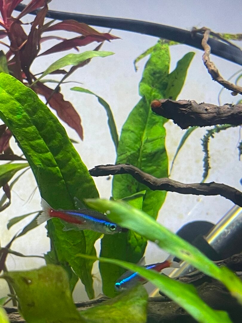 View of Neon Tetra Disease Identification - Diseases - Aquarium Co-Op Forum