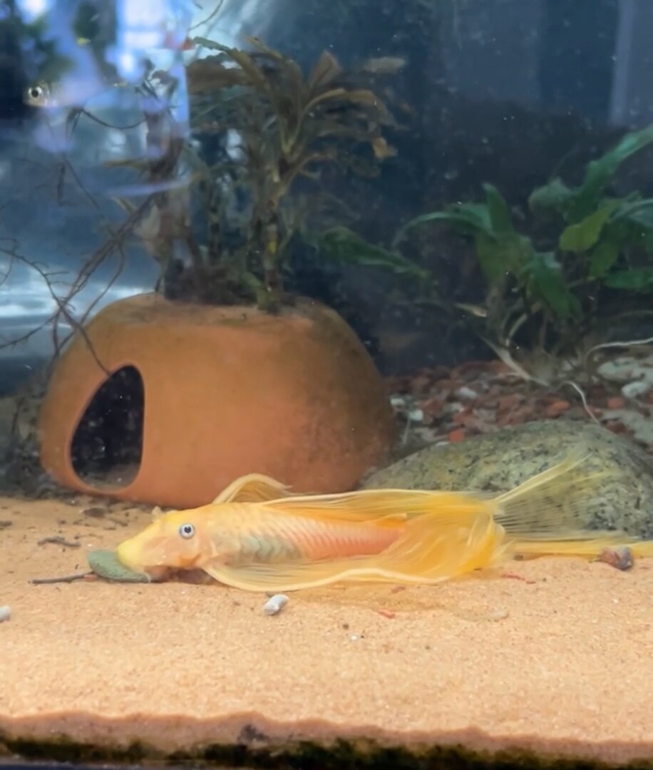 Help on Choosing the Best Algae Eater for My Tank - General Chat ...