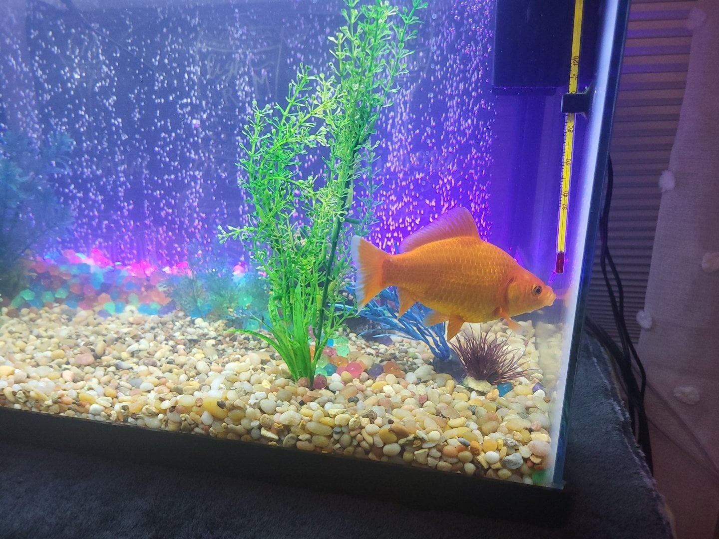 Picture of Goldfish Beginner Help - General Chat - Aquarium Co-Op Forum