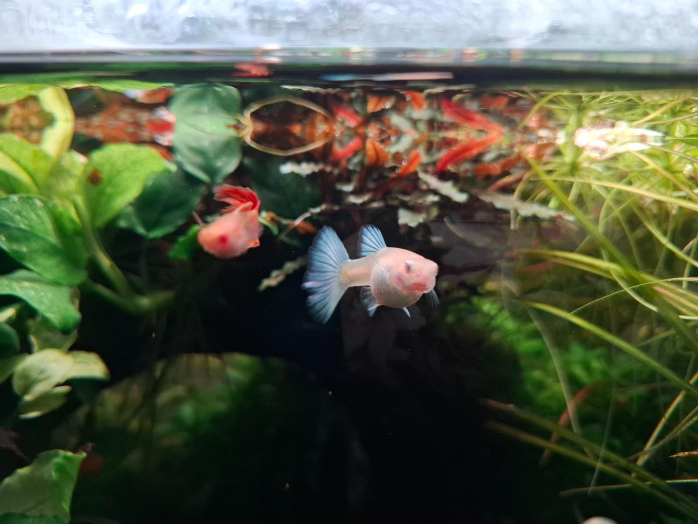 Wich male to use for see trough guppy strain? - Fish Breeding ...