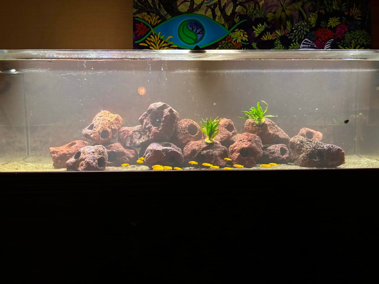 View of 230 Gallon African Cichlid Planted Aquarium - General Chat - Aquarium ...