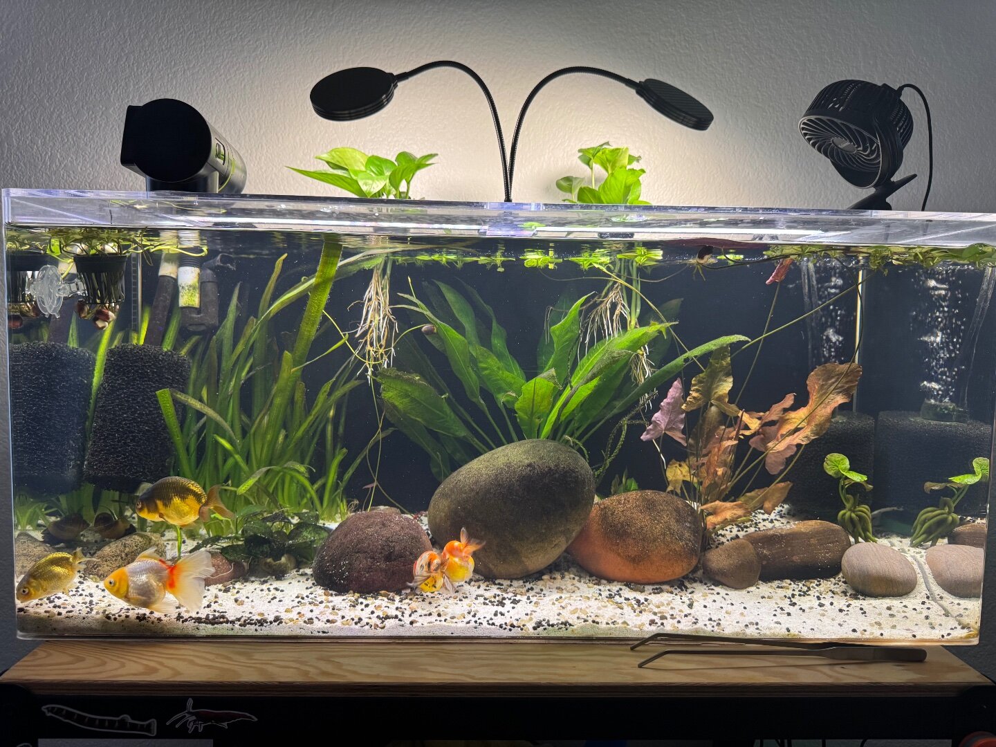 Need identify what happening to my goldfish - Diseases - Aquarium Co-Op ...